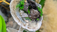 Smokey Amethyst, Selenite Crystal & Artificial Moss in Seashell (stand Included)