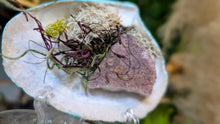 Load image into Gallery viewer, Amethyst Crystal &amp; Artificial Moss in Blue Seashell (stand Included)
