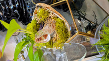 Load image into Gallery viewer, Quartz Crystal, Selenite &amp; Artificial Moss in Seashell (stand Included)
