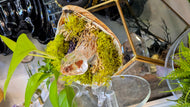 Quartz Crystal, Selenite & Artificial Moss in Seashell (stand Included)