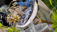 Selenite & Occo Geode in Moss Seashell (stand Included)