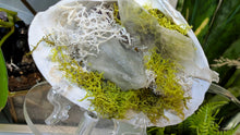 Load image into Gallery viewer, Amethyst, Selenite, Prasiolite, Crystals in Seashell (stand Included)
