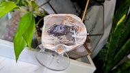 Selenite, Aura Quartz, Occo Geode in Moss Seashell (stand Included)