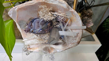 Load image into Gallery viewer, Selenite, Aura Quartz, Occo Geode in Moss Seashell (stand Included)
