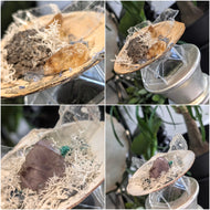 Amethyst, Selenite, Prasiolite, Citrine Crystals in Seashells 2pcs