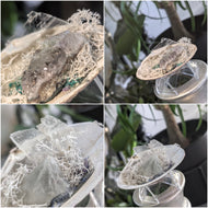 Amethyst, Selenite, Prasiolite, Crystals in Seashells 2pcs