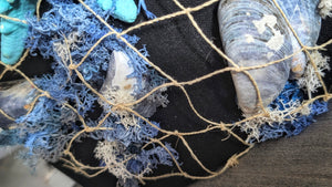 Coastal Seashell Canvas Beach Ocean Art