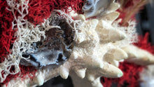 Load image into Gallery viewer, Occo Geode Pampas Seashell Canvas Beach Ocean Art
