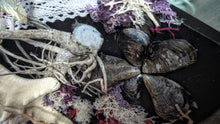 Load image into Gallery viewer, Coastal Seashell Canvas Beach Ocean Art
