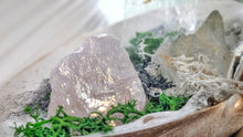 Load image into Gallery viewer, Angel Aura Quart Selenite Crystal &amp; Artificial Moss in Seashell
