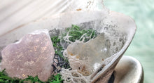 Load image into Gallery viewer, Angel Aura Quart Selenite Crystal &amp; Artificial Moss in Seashell
