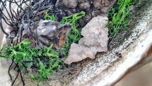 Smokey Amethyst, Quartz, Selenite Seashell