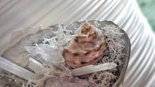 Load image into Gallery viewer, Angel Aura Quart Selenite Crystal &amp; Artificial Moss in Seashell
