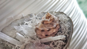 Angel Aura Quart Selenite Crystal & Artificial Moss in Seashell