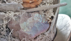 Angel Aura Quart Selenite Crystal & Artificial Moss in Seashell