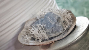 Celestite Crystal & Artificial Moss in Seashell