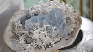 Celestite Crystal & Artificial Moss in Seashell
