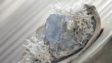 Load image into Gallery viewer, Celestite Crystal &amp; Artificial Moss in Seashell
