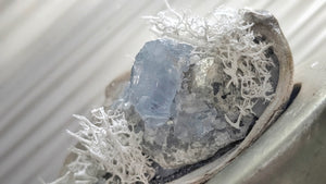 Celestite Crystal & Artificial Moss in Seashell
