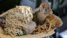 Load image into Gallery viewer, Crystals Bundle in Moss Seashell

