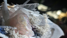 Load image into Gallery viewer, Angel Aura Quartz &amp; Selenite Crystal &amp; Artificial Moss in Seashell
