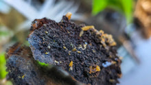 Load image into Gallery viewer, 3" Rare Wulfenite Crystal Cluster
