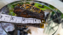 Load image into Gallery viewer, 3" Rare Wulfenite Crystal Cluster
