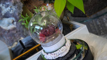 Load image into Gallery viewer, Plastic Moss Dome w/ Dyed Red Amethyst
