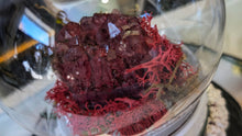 Load image into Gallery viewer, Plastic Moss Dome w/ Dyed Red Amethyst
