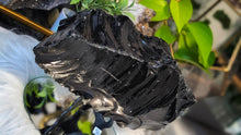 Load image into Gallery viewer, 8" Black Obsidian Volcanic Glass
