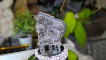 Load image into Gallery viewer, 4.5" Flower Amethyst Druzy Crystal Cluster
