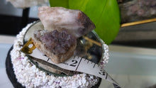 Load image into Gallery viewer, Thunder Bay Smokey Amethyst Crystal Clusters 2pcs
