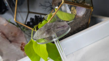 Load image into Gallery viewer, 3" Smokey Prasiolite Green Amethyst Crystal
