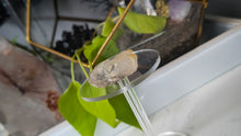 Load image into Gallery viewer, 2" Enhydro Water Bubble Quartz Crystal
