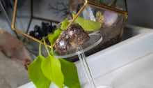 Load image into Gallery viewer, 2" Rare Botryoidal Lepidolite Crystal
