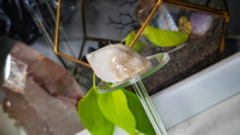 Load image into Gallery viewer, 2.5" Elestial Quartz Crystal Cluster Point
