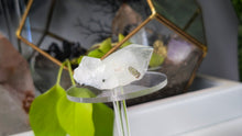 Load image into Gallery viewer, 2.5" Apophyllite Quartz Crystal Cluster Point
