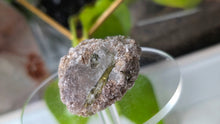 Load image into Gallery viewer, 1.5" Green Tourmaline in Quartz Crystal Cluster
