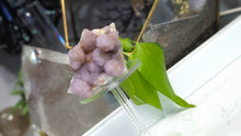 Load image into Gallery viewer, 3" Ametrine Spirit Cactus Quartz Crystal Cluster
