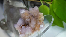 Load image into Gallery viewer, 2.5" Ametrine Spirit Cactus Quartz Crystal Cluster
