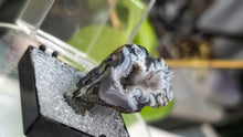 Load image into Gallery viewer, 1" Druzy Occo Geode Agate Crystal in Case
