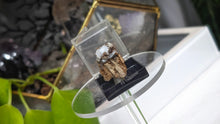 Load image into Gallery viewer, 1.5" Swamp Cypress &amp; Chalcedony in Display Case
