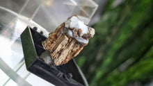 Load image into Gallery viewer, 1.5" Swamp Cypress &amp; Chalcedony in Display Case
