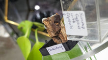 Load image into Gallery viewer, 1.5" Swamp Cypress &amp; Chalcedony in Display Case
