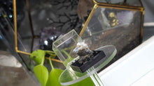 Load image into Gallery viewer, 1.5" Swamp Cypress &amp; Chalcedony in Display Case
