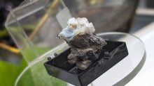 Load image into Gallery viewer, 1.5" Swamp Cypress &amp; Chalcedony in Display Case
