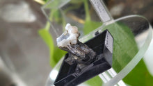 Load image into Gallery viewer, 1.5" Swamp Cypress &amp; Chalcedony in Display Case
