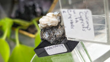 Load image into Gallery viewer, 1.5" Swamp Cypress &amp; Chalcedony in Display Case
