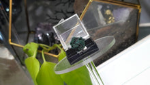 Load image into Gallery viewer, 1" Mini Congo Malachite in Display Case
