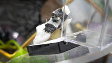 Load image into Gallery viewer, 1.5" Staknala Tourmaline in Display Case
